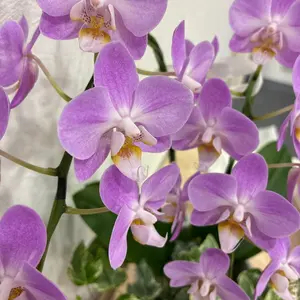 掛軸 倣幸筆 二匹狸図 紙本淡彩 肉筆作品 月夜秋草図 - メルカリ