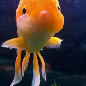 MOLLY Peekaboo 1/8 Figure WHITE CAT - メルカリ