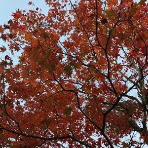 最終値下げ】ポケモン バンダイ プラコロ ポケモン セット 9個セット