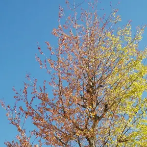 DVD未開封 ゼノサーガ SPECIAL FAN BOOK 田中久仁彦 光田康典 DVD未開封 ゼノサーガ SPECIAL FAN BOOK 田中久仁彦 光田康典