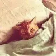 ねこ@プロフご一読お願いします