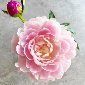 芍薬