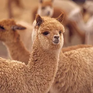 平成レトロ しあわせにゃんこ 天然石入りプチボトル ストラップ