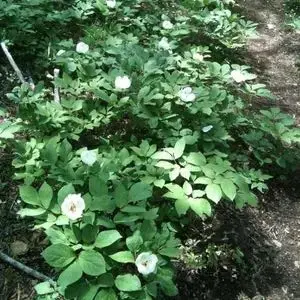 パタゴニア レトロXベスト 23046FA8 黒×茶 patagonia - メルカリ