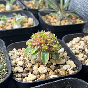 bon25様確認中　ケラリア　ピグマエア【現地株】 bon25様確認中 ケラリア ピグマエア【現地株】 - メルカリ