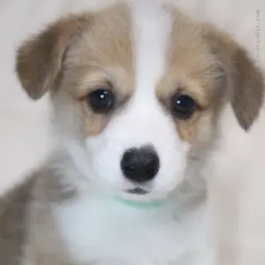 Early Times バーボンウイスキー 700ml 2本セット - メルカリ