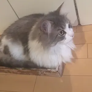 缶バッジ12個 海賊房太郎　どうぶつフォーゼ　ゴールデンカムイ　金カム 缶バッジ12個 海賊房太郎 どうぶつフォーゼ ゴールデンカムイ 金