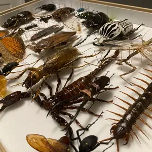 特大ナンベイオオムカデ ペア Scolopendra dehaani - メルカリ