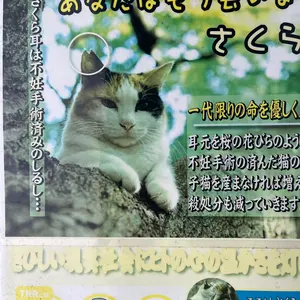 送料込 NFT 石鯛 クエ竿 オリムピック 竿 - メルカリ