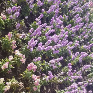 searoomlynn ミラノRIBボリュームトップガーデ searoomlynn ミラノRIBボリュームトップガーデ