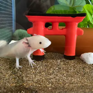 めるたま