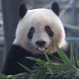 TENBLANK×©SAINT Mxxxxxx L コラボ フーディー TENBLANK×©SAINT Mxxxxxx (セント マイケル)スペシャルコラボ