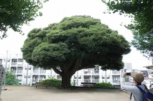 神居古潭石 緑泥 水石 台座付 蛇石 鑑賞石 BONSAI SUISEKI - メルカリ