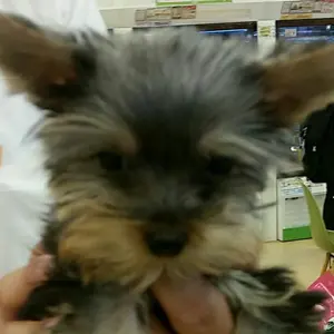 Rady 新品 リゾートフラワー 花びら エプロン 薔薇 バラ ローズ - メルカリ