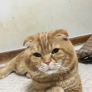 ラディカル ザ・ヒッターパール 15ポンド3オンス - メルカリ