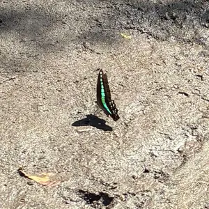 Psychic Frogs 4枚セット 超能力蛙ボーダーレス - メルカリ