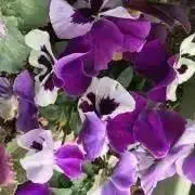 染付 橘文 飾皿 共箱入り - メルカリ