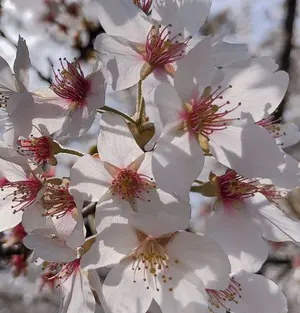 陶芸 銅・マンガン・クロムを使った装飾技法 金属顔料で新しい色彩表現に挑む Amazon.co.jp: 陶芸 銅・マンガン・クロムを使った装飾技法