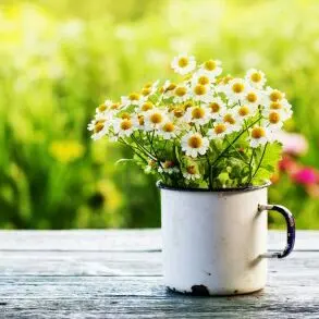 Daisy