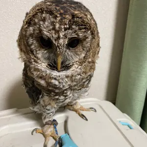 大幅値下げ‼️冷凍親ウズラ60羽爬虫類・猛禽類 - メルカリ