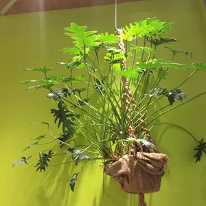 クチポール 高島屋限定 グリーン - メルカリ