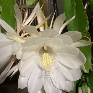 ミ*️様 B'z LIVE-GYM 2002 サイン・マラカス B'z LIVE-GYM 2002 サイン・マラカス - メルカリ