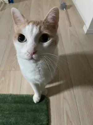 APS-3 RED EDITION限定生産品ハードケース及び0.28gbb弾付き - メルカリ