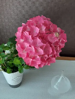 小春日和〜✨メモリーカフェ✨様専用ページ 水引 パーツ - メルカリ