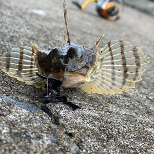 激レア】ジンオウガ亜種 ハンティングトロフィ - メルカリ