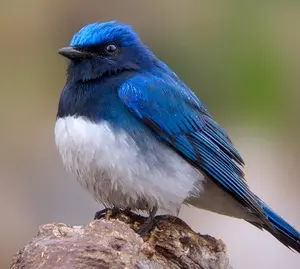 新品未開封】Laoynd VC8 コードレス掃除機 75Kpa ダニ除去ブラシ