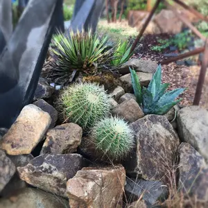 CRISPI S.W.A.T. DESERT GTX 27cm海自SBU使用例有 - メルカリ