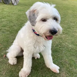 最終値下】美品 軟式ローリングスXPG3長嶋茂雄モデル - メルカリ