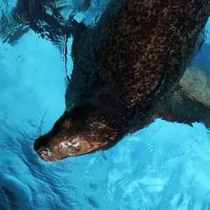 スタジオオーシャンマーク NO LIMIT 15ST8000/6500AG45 - メルカリ