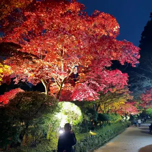 富貴蘭 フウキラン 大量 まとめ売りです - メルカリ