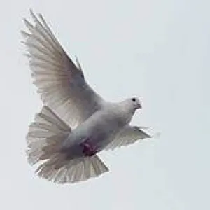 TATSU_値下げ歓迎