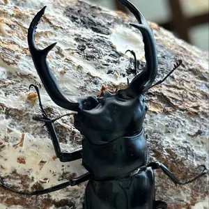 雌雄モザイク メタリフェルホソアカクワガタ 標本 標本用死虫 - メルカリ