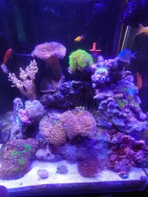 315スリークウォーター カルシウムリアクター 50Hz【レギュレーター付