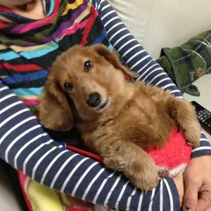 松江名俊 トキワ来たれり！ 全13巻 初版 帯・特典カード付き - メルカリ