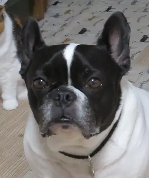 絵画 工藤 和男「対話」 F10号 油絵 (表サイン・裏書き有り） - メルカリ