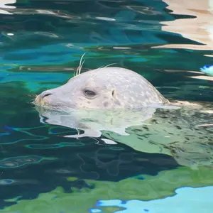 泡盛 海人の手毬 千代泉酒造 - メルカリ