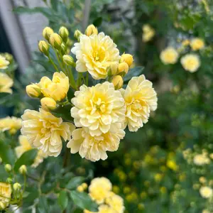 浜野 まゆみさん 青い花柄の皿 5寸（15㎝） - メルカリ