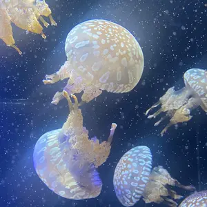 d*3様 トランプ マジック 手品 TALLY-HO 14個 - メルカリ