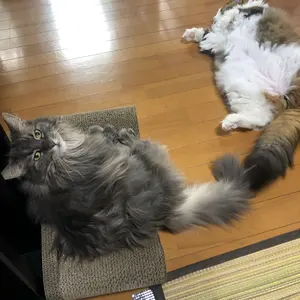 もったいない倶楽部