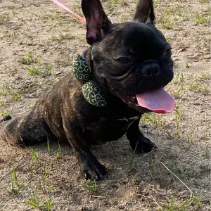 最新プライズフィギュア まとめ売り 20個セット 東京喰種