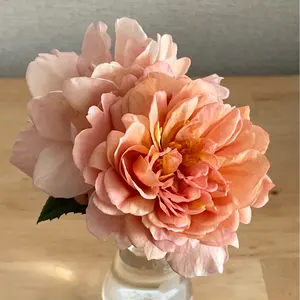 こけ