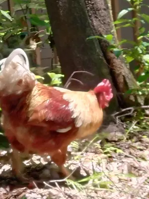 こっこ【プロフィール一読お願い致します】