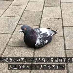 24h内発送】4Cゼーロ ドロマーゼーロ デッキ 調整パーツ付き - メルカリ