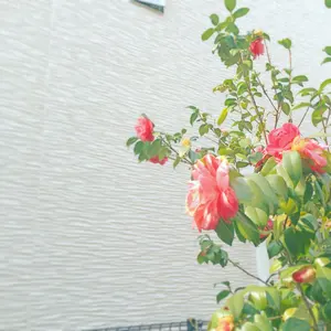 シトロン16gさまへ　オビツ11サイズ　マフラー見本です シトロン16gさまへ オビツ11サイズ マフラー見本です - メルカリ