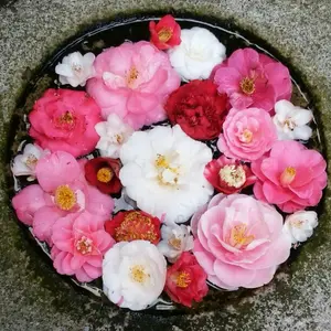 雛壇5段（スチール製、組み立て式）と赤い雛毛氈 - メルカリ