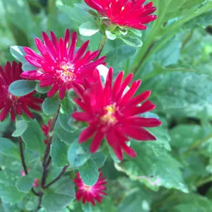 サクラップ様専用】フォンテーヌ VALAN PREMIUM 箱付き - メルカリ